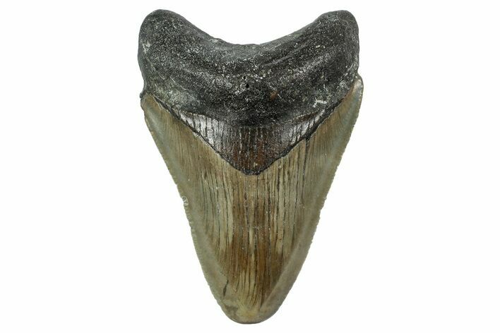 Serrated, Juvenile Megalodon Tooth - North Carolina #342209